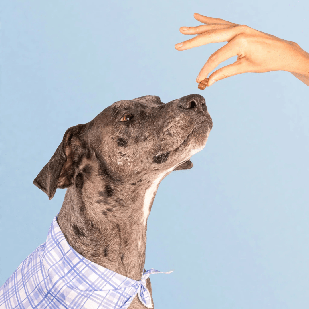 Dog Human Multivitamínico 5 - en - 1 Para perros que necesitan más años de vida saludable | Mejoras visibles en 1 - 2 semanas - IMPERIUM